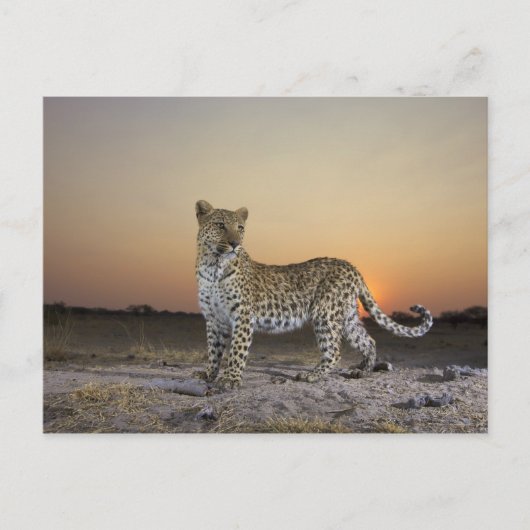 Carte Postale Vue complète du Leopard (Panthera pardus) (Devant)