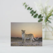 Carte Postale Vue complète du Leopard (Panthera pardus) (Debout devant)