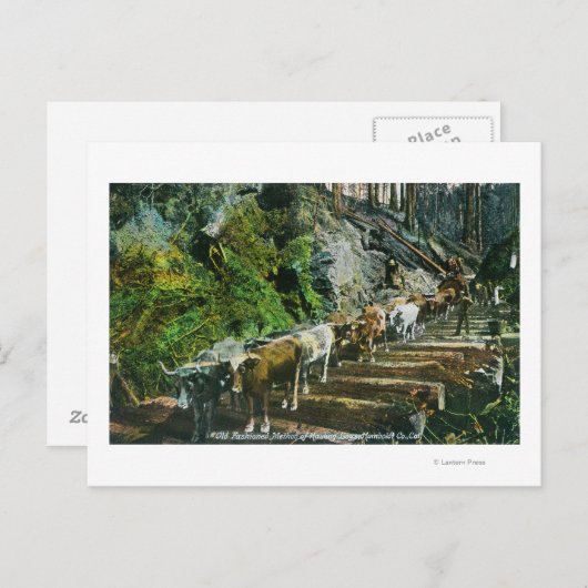 Carte Postale Vue d'attelages de bœufs transportant des grumes (Devant / Derrière)