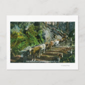 Carte Postale Vue d'attelages de bœufs transportant des grumes (Devant)