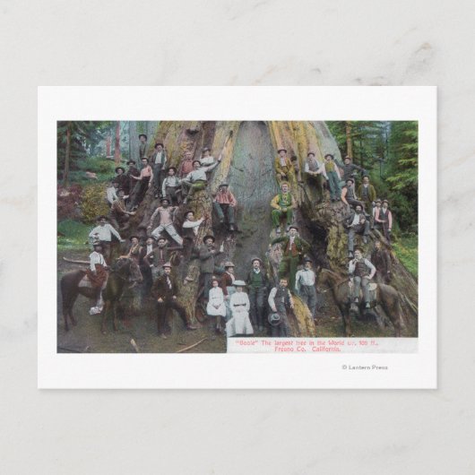 Carte Postale Vue de Boole, le plus grand arbre du monde (Devant)