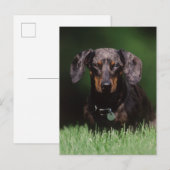 Carte Postale Vue de Dachshund couleur panachée (Devant / Derrière)