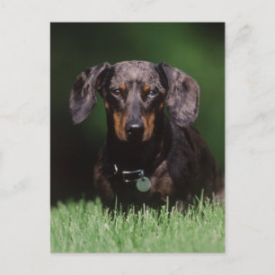 Carte Postale Vue de Dachshund couleur panachée