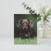 Carte Postale Vue de Dachshund couleur panachée (Debout devant)