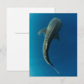 Carte Postale Vue de dessus d'un requin baleine (Devant / Derrière)