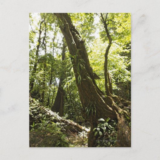 Carte Postale vue de forêt tropicale, Dominique (Devant)