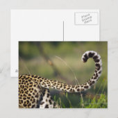 Carte Postale Vue de la queue de léopards (Panthera pardus), (Devant / Derrière)