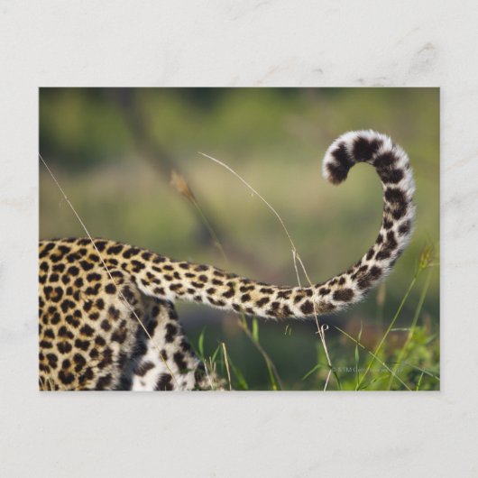 Carte Postale Vue de la queue de léopards (Panthera pardus), (Devant)