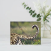 Carte Postale Vue de la queue de léopards (Panthera pardus), (Debout devant)
