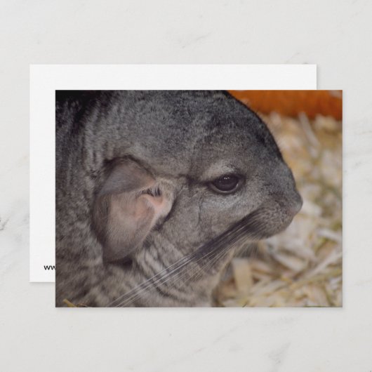 Carte Postale vue de la tête de chinchilla grise (Devant / Derrière)