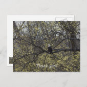 Carte Postale Vue de l'aigle peintre (Devant / Derrière)