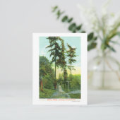 Carte Postale Vue de l'allée au parc Woodland (Debout devant)