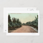 Carte Postale Vue de Palm Drive (Devant / Derrière)