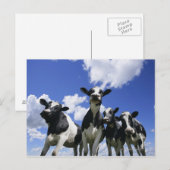 Carte Postale Vue de quatre jeunes veaux (Devant / Derrière)