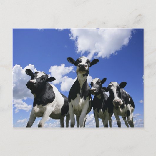 Carte Postale Vue de quatre jeunes veaux (Devant)