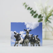 Carte Postale Vue de quatre jeunes veaux (Debout devant)