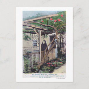 Carte Postale Vue de Sherman Rose TreeMonterey, CA