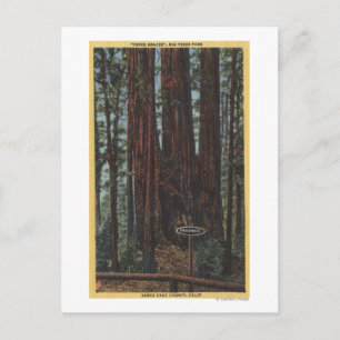 Carte Postale Vue de "Trois Graces" sur Big Trees Park