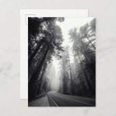 Carte Postale Vue des arbres de séquoia dans la forêt (Devant / Derrière)