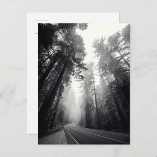 Carte Postale Vue des arbres de séquoia dans la forêt (Devant / Derrière)