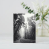 Carte Postale Vue des arbres de séquoia dans la forêt (Debout devant)