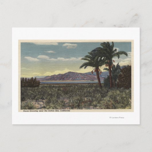 Carte Postale Vue des dattes Growing près de la mer de Salton (Devant)