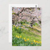 Carte Postale Vue des fleurs de cerisiers (& Daffodil sauvage) (Devant / Derrière)