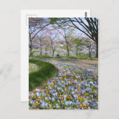 Carte Postale Vue des fleurs de cerisiers (& Viola) (Devant / Derrière)