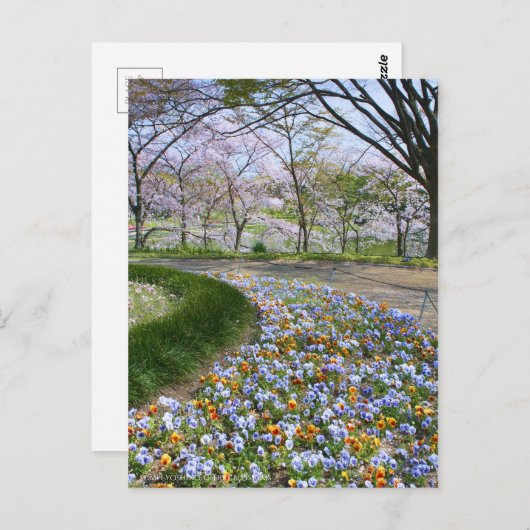 Carte Postale Vue des fleurs de cerisiers (& Viola) (Devant / Derrière)