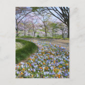 Carte Postale Vue des fleurs de cerisiers (& Viola) (Devant)