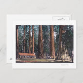 Carte Postale Vue des grands arbres de Mariposa Grove (Devant / Derrière)