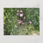 Carte Postale Vue des Prairies (Devant)