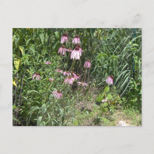 Carte Postale Vue des Prairies (Devant)