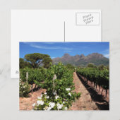 Carte Postale Vue des vignobles. Stellenbosch (Devant / Derrière)