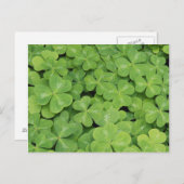 Carte Postale Vue d'Oxalis Oregana bois Sorrel Foliage (Devant / Derrière)