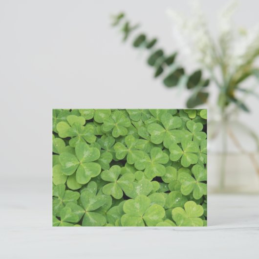 Carte Postale Vue d'Oxalis Oregana bois Sorrel Foliage (Debout devant)