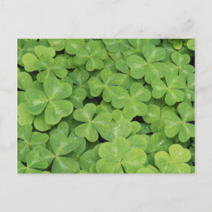 Carte Postale Vue d'Oxalis Oregana feuillage d'oseille de bois