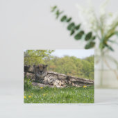 Carte Postale Vue du chat : Cheetah (Debout devant)