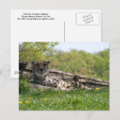 Carte Postale Vue du chat : Cheetah (Devant / Derrière)