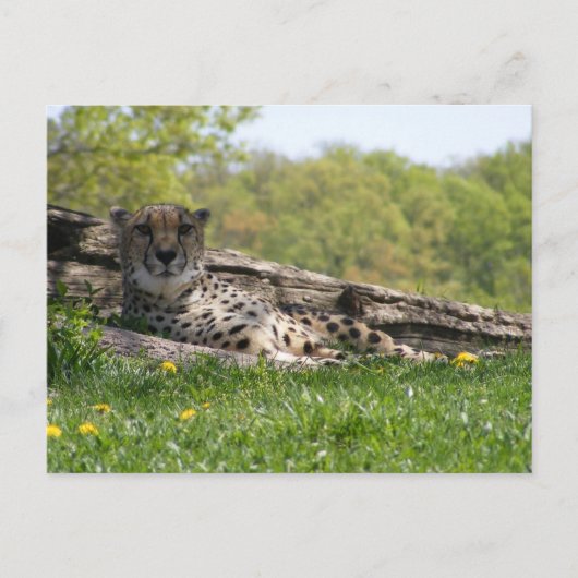 Carte Postale Vue du chat : Cheetah (Devant)