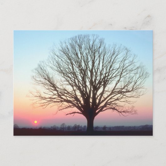 Carte Postale Vue du coucher du soleil (Devant)