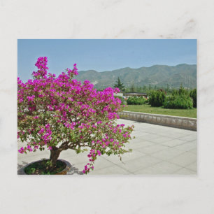 Carte Postale Vue Du Musée, Xian, Chine