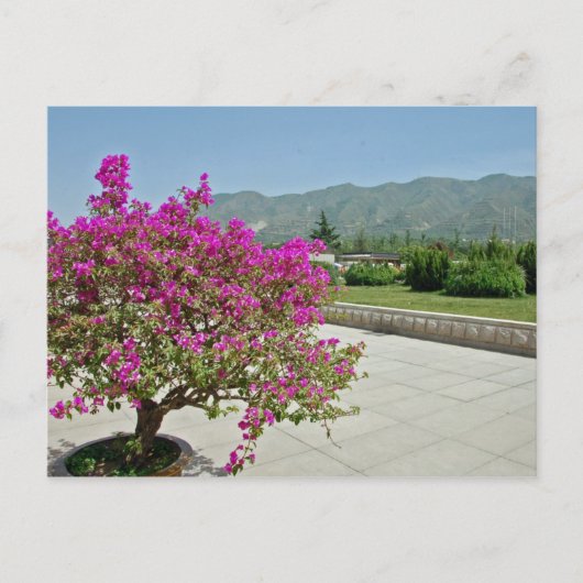 Carte Postale Vue Du Musée, Xian, Chine (Devant)