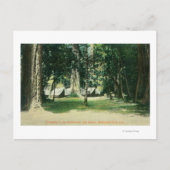 Carte Postale Vue d'un camp dans les séquoias (Devant)