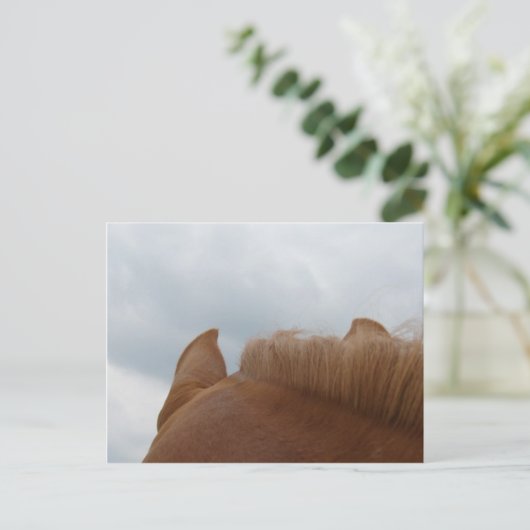 Carte Postale Vue d'un cheval, oreilles et cou du cheval (Debout devant)