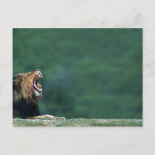 Carte Postale Vue d'un lion (Panthera leo) allongé sur le