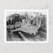 Carte Postale Vue d'un Manray pris (Devant)