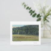 Carte Postale Vue d'un pack de paillage de cerfs (Debout devant)