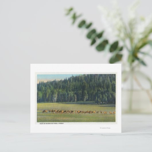 Carte Postale Vue d'un pack de paillage de cerfs (Debout devant)