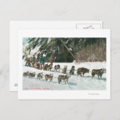 Carte Postale Vue d'une équipe de chiens Husky (Devant / Derrière)